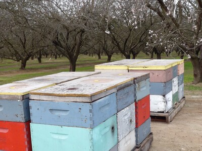 Bees Are in California for Almond Pollination