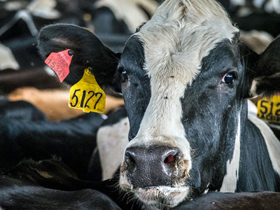 Dairy Group Appreciates USDA Purchases