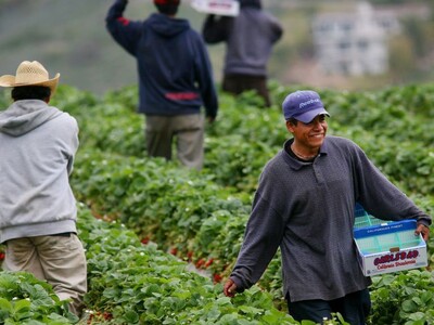 H-2A Not Stealing Jobs