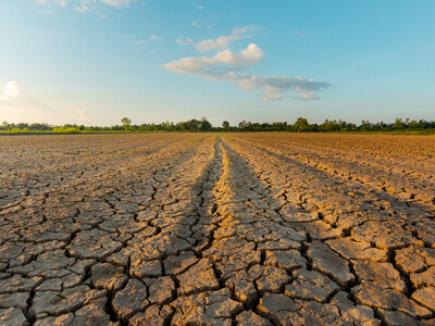 Managing Corn, Beans in Increasing Drought Conditions