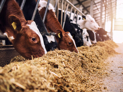 Beef-on-Dairy, Trade Lift Dairy Margins