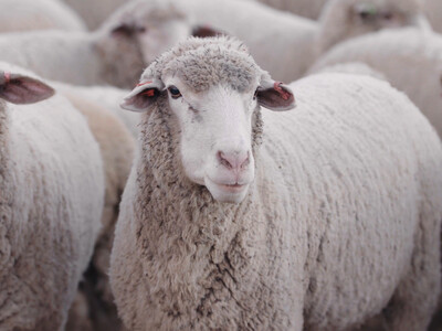 Applications Open for Sheep Heritage Foundation Scholarship