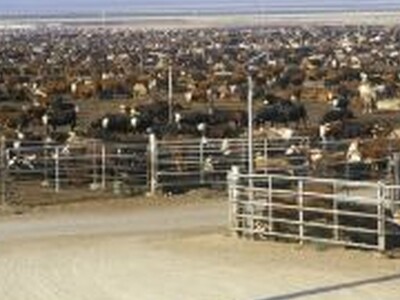 Feed Prices Strong Despite Low US Cattle Herd Numbers