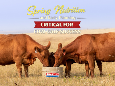 Spring Nutrition and Early Planning Critical for Cow-Calf Success