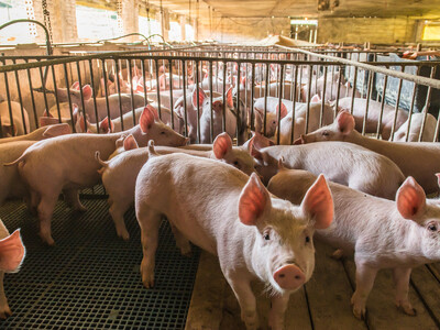 Prop 12 Spurs Costly Compliance for Farmers; Farm Bill Fix