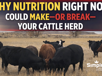 Why Nutrition Right Now Could Make—or Break—Your Cattle Herd