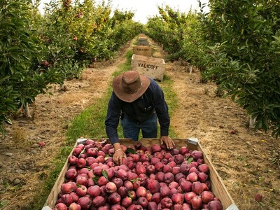 Ag Crisis in Washington