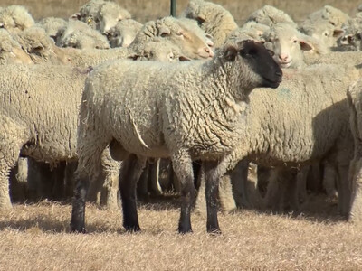ALB Offers New Sustainability Program for U.S. Sheep Producers