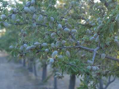 Nut Producer Speaks About His Crops