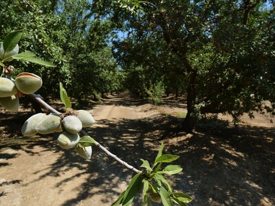 California Tree Nut Outlook Mixed