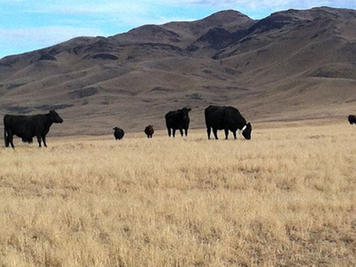 Record Drought Index Threatens US Cow Herd Rebuild