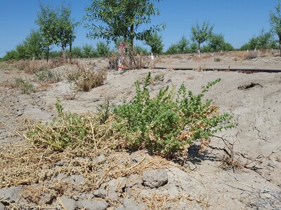 Consider Preemergent Herbicides