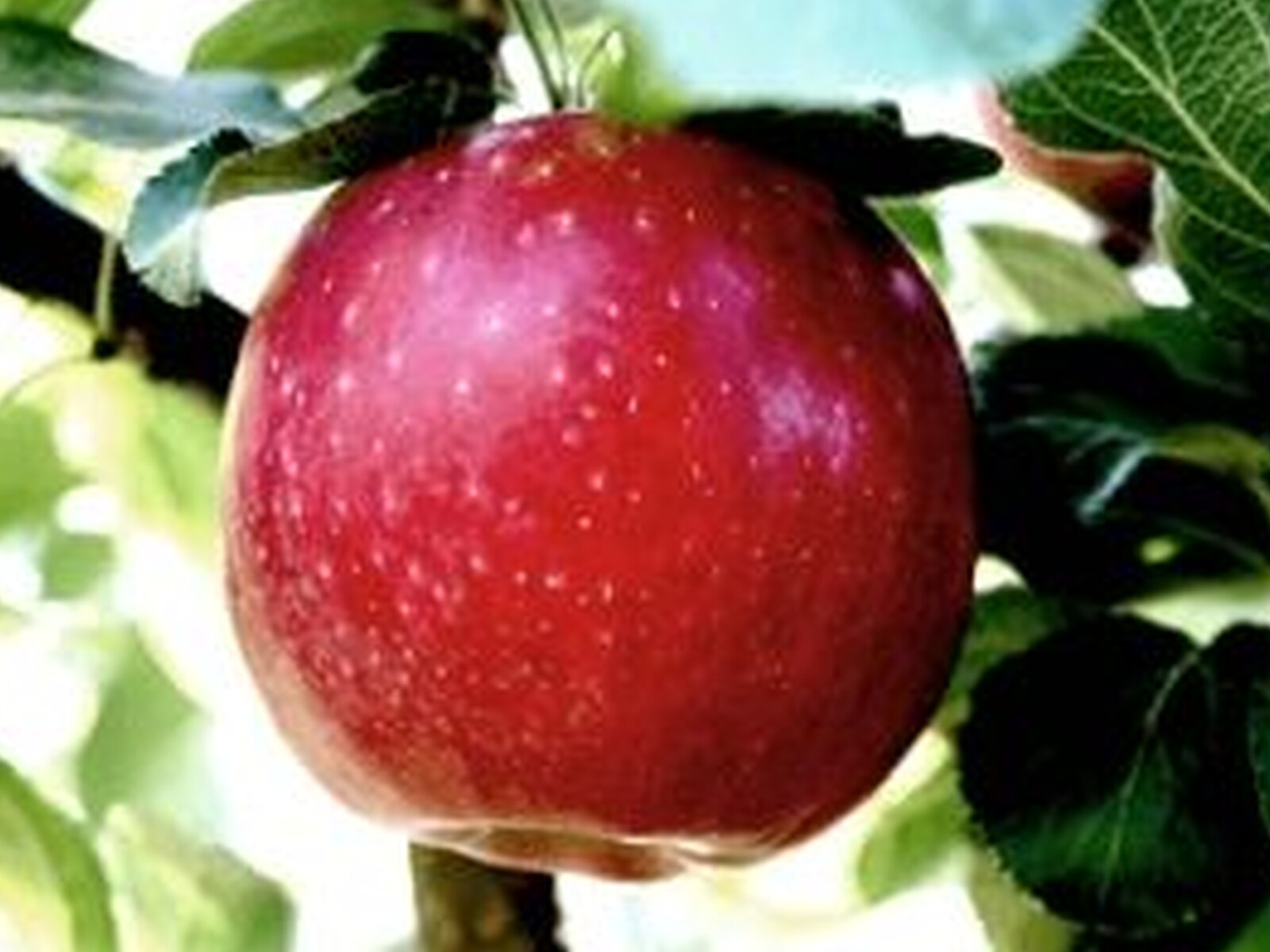 Cosmic Crisp Naturally Developed