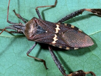 Watch for Leaffotted Bug in Almonds