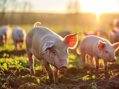 Pork Trade Fairing Well