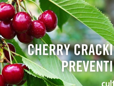 Cherry Cracking - Cultiva
