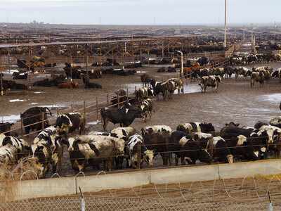 More Cattle Coming In, Less Cattle Leaving Feedlots