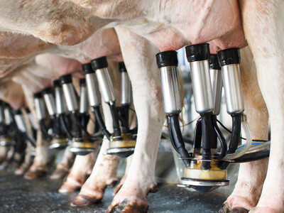 Dairy Trade Doing Well