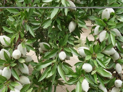 Almond Productive Vs. Carry-in Defines Supply