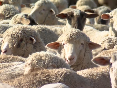 Proposed Montana Lamb Project Aims to Strengthen Local Agriculture