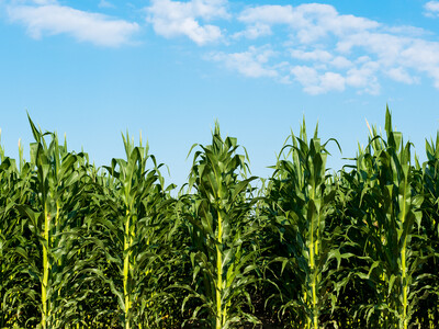 Proposal to Move Urbana Maize Center SparksConcerns