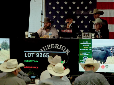 Superior Livestock’s Corn Belt Classic to Feature More Than 74,000 Head