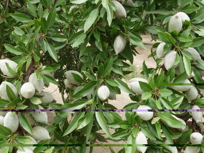 Sierra Valley Almonds Ships World-Wide