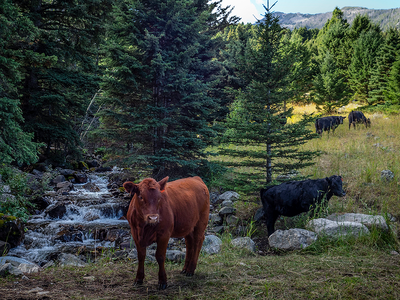 USDA Issues Directive to Restore Grazing on National Forest Lands