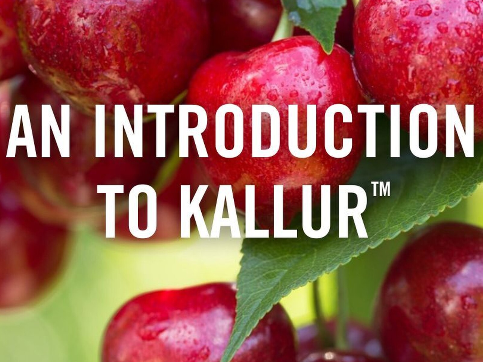 Cultiva and Kallur