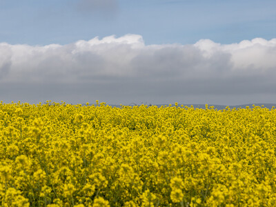 Energy, El Niño and Geopolitics Fuel Bullish Grain Market