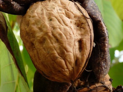 Walnut Breeding Techniques
