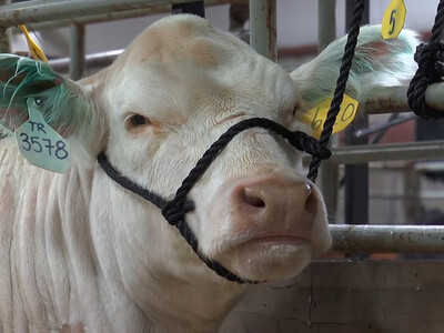 The Legacy Continues with the 2027 NILE Merit Heifer Program