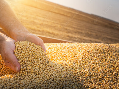 Soybeans in Tennis Shoes?