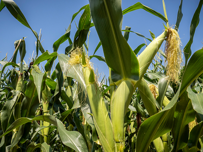 NCGA Releases Demand Strategy for U.S. Corn’s Next 250 Years