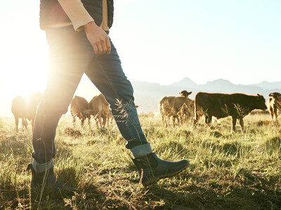 Farm Outlook Dims; Trade Tensions Over Brazilian Beef and ScrewWorm Response Grow
