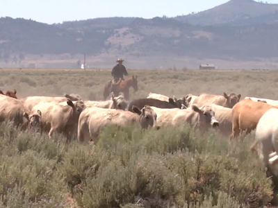 Public Lands Ranchers Asked to Weigh In on BLM Grazing Proposal