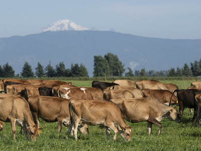Dairy Max CEO Highlights Dairy's Growing Momentum