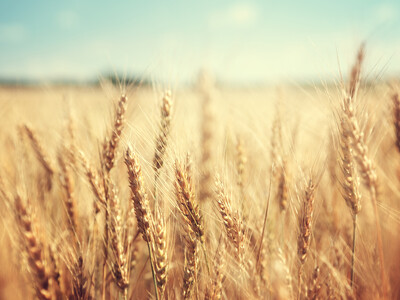 U.S. Wheat Production Hits Decades-Long Low