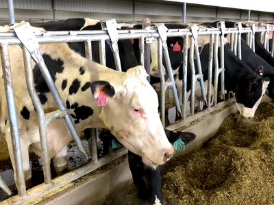 Dairy Leaders Push for Ag Labor Reform on Capitol Hill