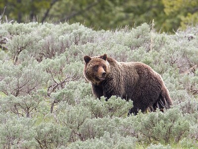 Trump Administration Returns Management of Grizzly Bears to the West