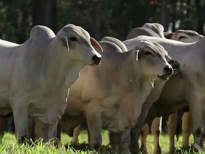 Trump Tariffs Target Brazil but Exempt Key Agricultural Imports
