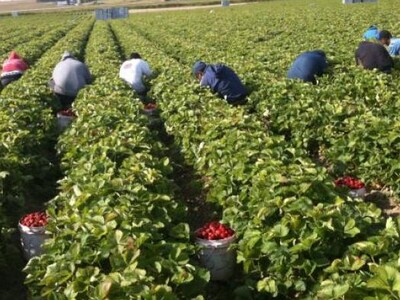 Ag Labor Reform Update
