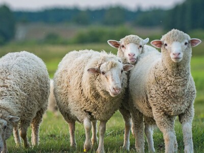 USDA Seeks $11.1B Aid; USTR Recommends Lamb-Import Safeguard Probe