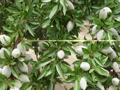 Self-Fruit Almond Variety Trials Are Important