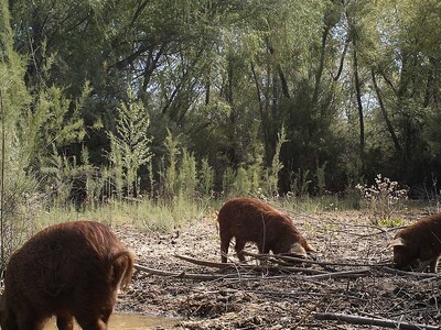 $35 Million Available to Eradicate Feral Swine