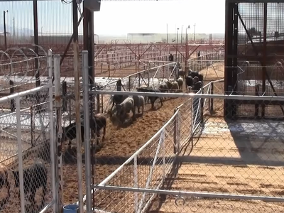 USDA Announces Phased Reopening of Southern Livestock Ports