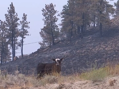 Livestock Indemnity Program Helping Ranchers with Wildfire Losses