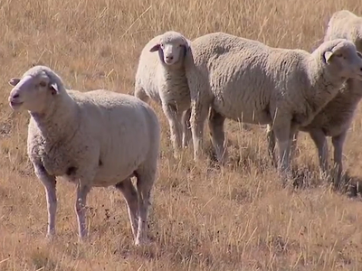 USDA Confirms Detection of Classical Scrapie in Oregon Sheep
