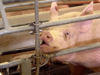 Pork Producers Push Congress to Fix Prop 12 in New Farm Bill