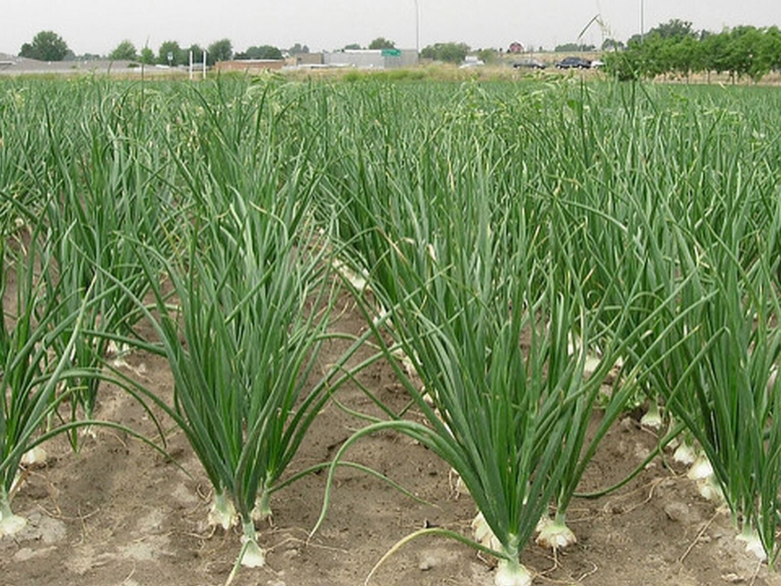 Walla Walla Sweet Onions 2026